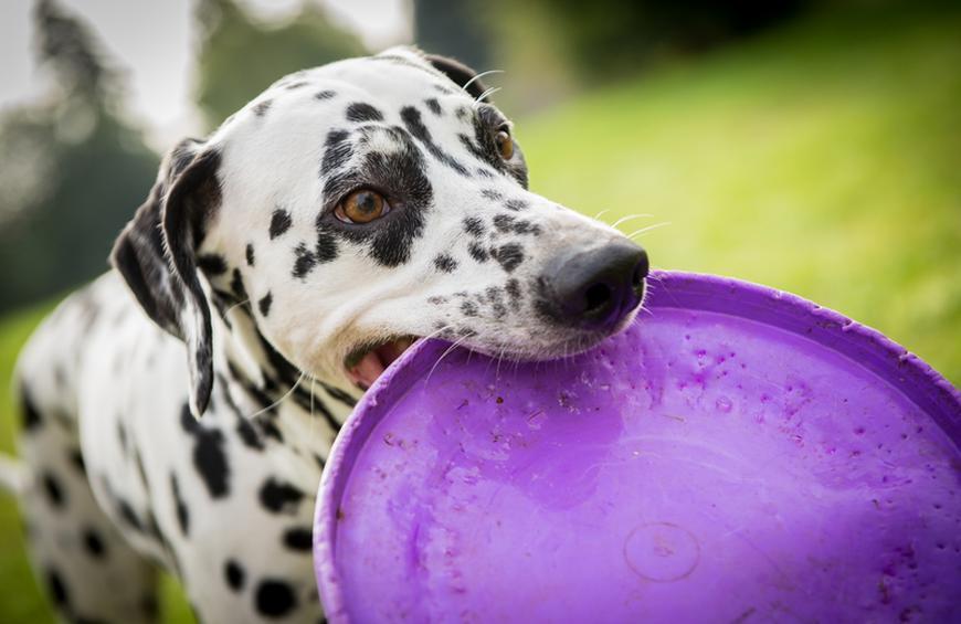 Razas de perros deportistas