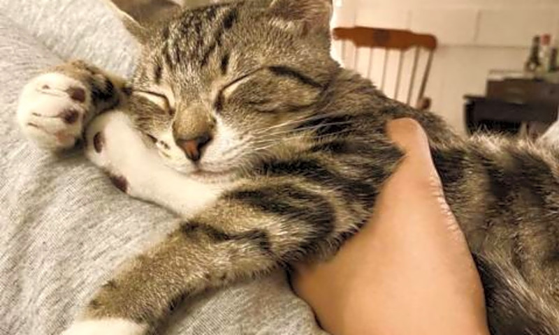 Canas en los gatos, una señal de envejecimiento, y en ocasiones, algo más