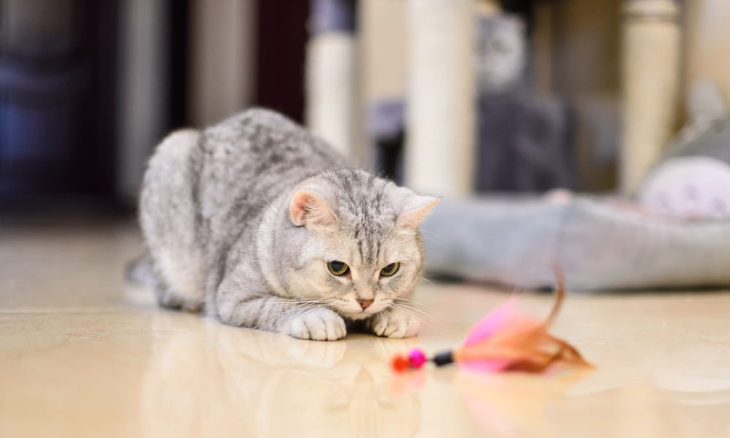 Juguetes caseros para tu gato, una opción económica