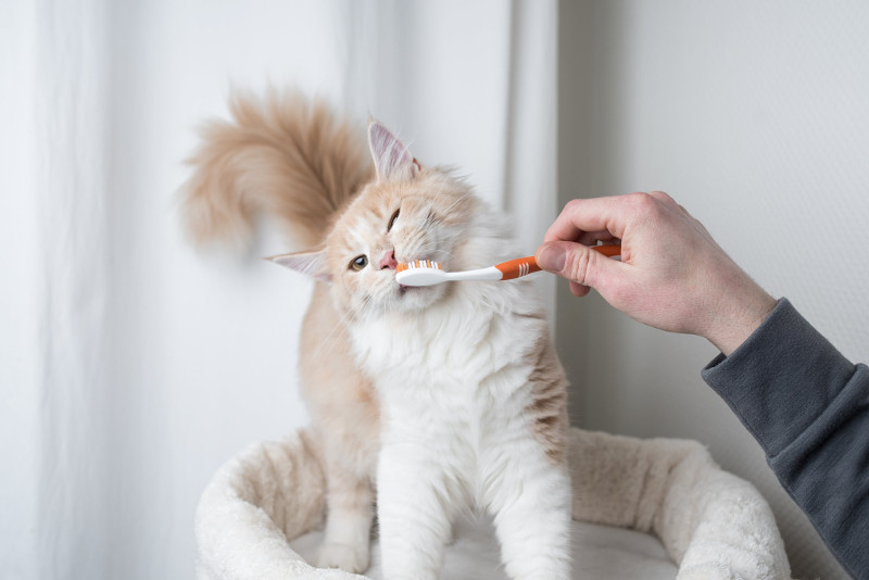 La salud dental, un punto importante en el bienestar de nuestro gato