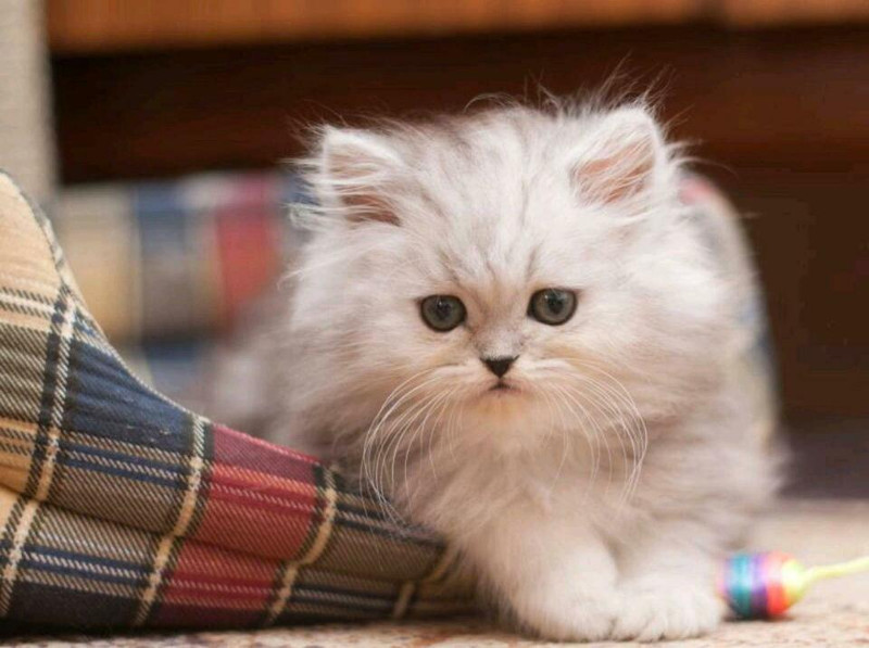 Los gatos más cariñosos, aquí te mostramos algunos
