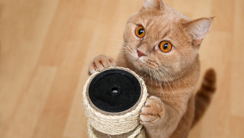Los gatos, animales resistentes a las serpientes