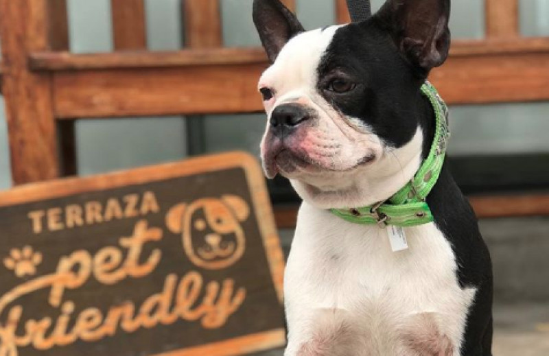 ¿Piensas ir a un lugar pet friendly? Te damos algunas recomendaciones