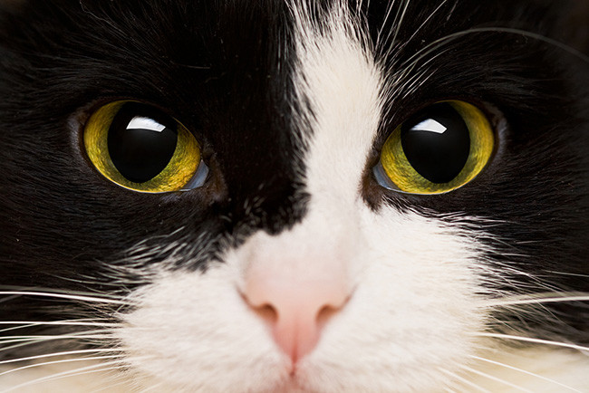 Los ojos luminosos, una de las mejores herramientas del gato