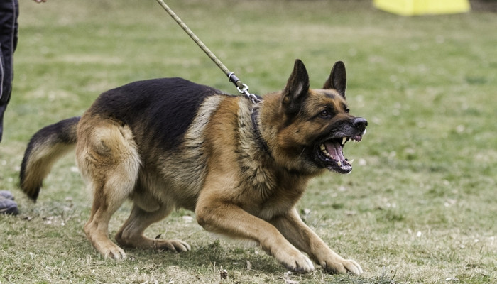 No existen los perros agresivos de nacimiento