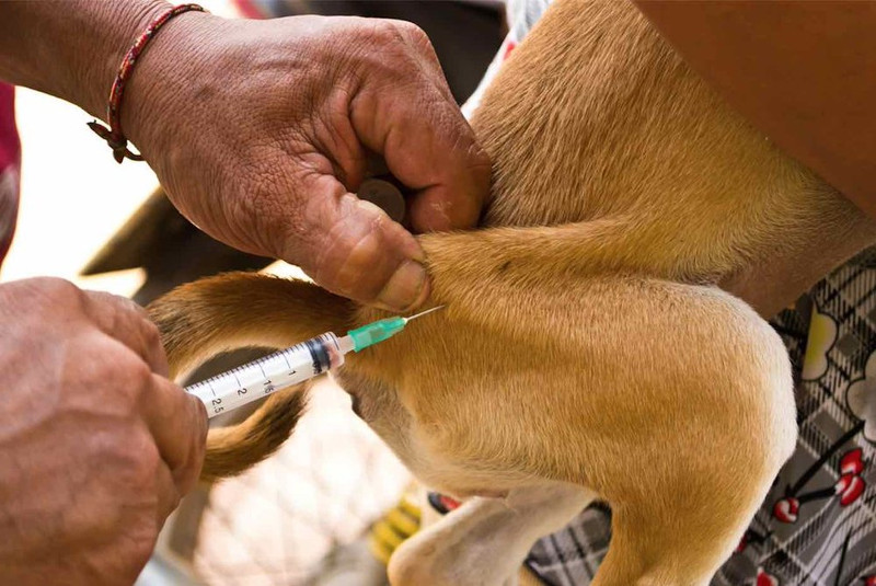 Día Mundial contra la Rabia, un día para recordar la importancia de vacunar a tus mascotas