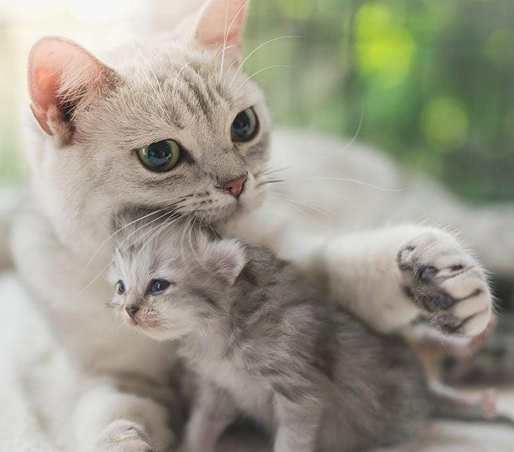 Cuidado con los padecimientos postparto de las gatas
