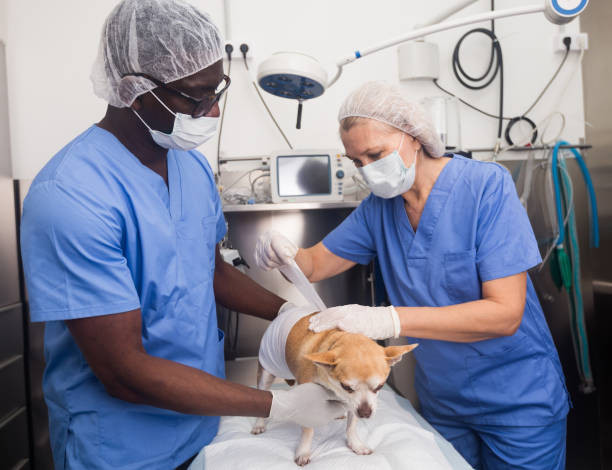 Que la cuarentena no te haga dejar de llevar a tu perro al veterinario