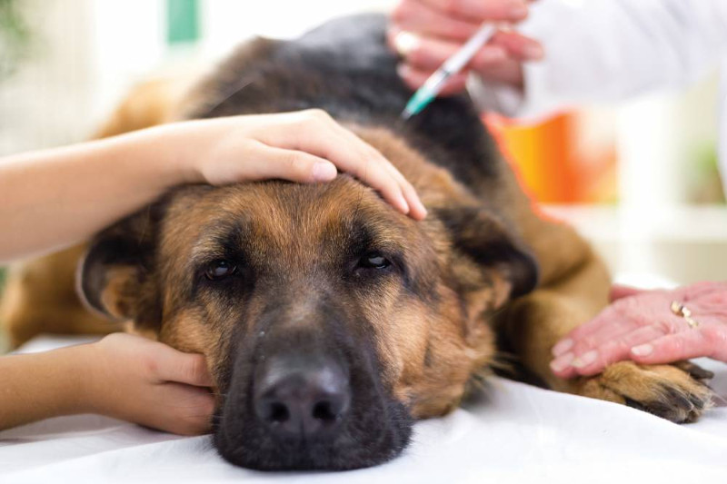 Daño renal canino, una enfermedad común que se debe atender