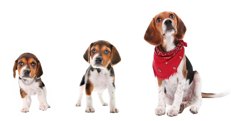 La edad de tu perro depende de más factores que solo el pensar que un año perruno es 7 años humanos