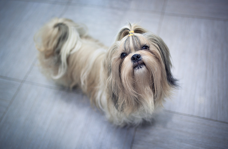El Shih tzu, el perro león de los orientales