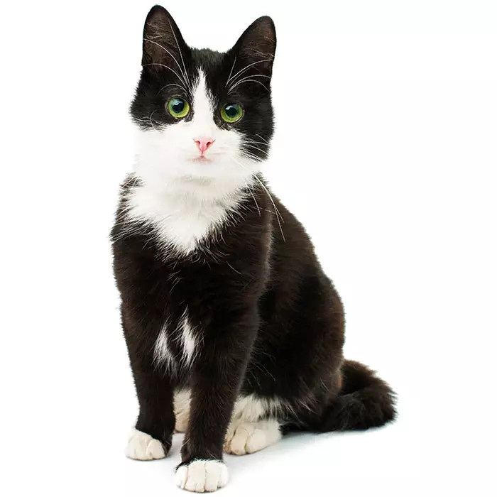 El misterio de las patas blancas en los gatos