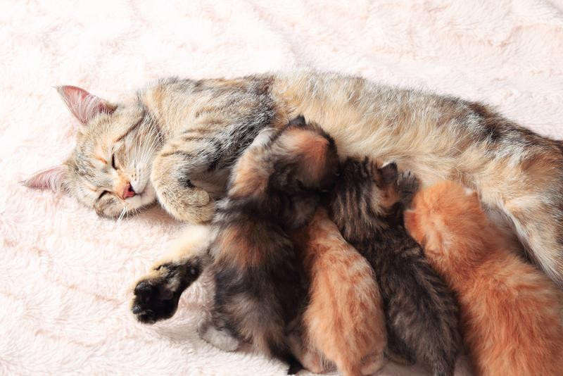 El calostro para el gato recién nacido; la mejor alimentación en su primera etapa de vida