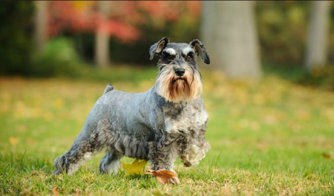 Cortar la cola y orejas de las mascotas ya está prohibido por la ley
