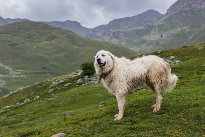 El perro de montaña de los pirineos, el gigante amable