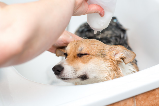 Opciones alternativas y naturales para bañar a tu mascota