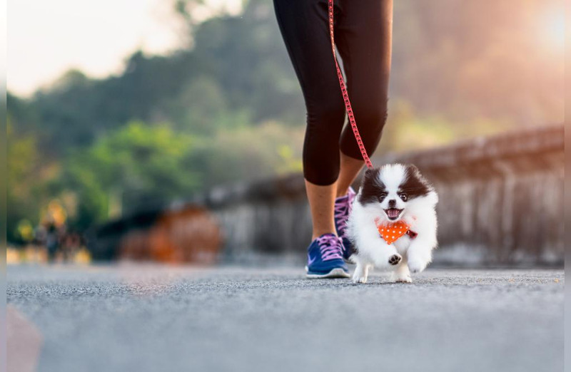 Compañía y ejercicio, lo que tu perro necesita para evitar la ansiedad