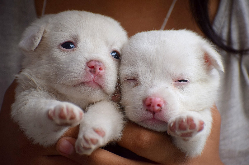 ¿Sabías que los cachorros nacen ciegos y sordos?