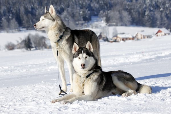 Te presentamos algunos de los perros más antiguos del mundo