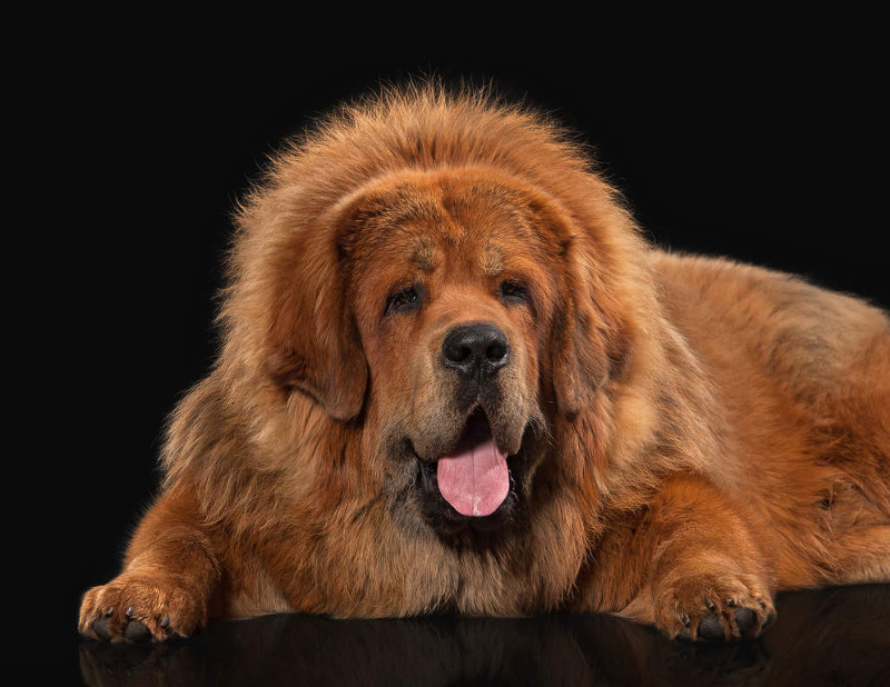 Te presentamos algunos de los perros más antiguos del mundo