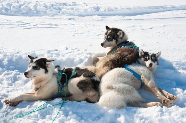 Te presentamos algunos de los perros más antiguos del mundo