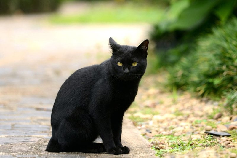 El gato negro; la superstición en torno a este animal