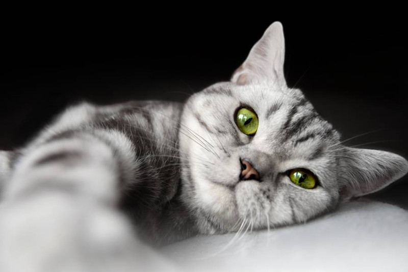 Autismo en gatos, un problema real
