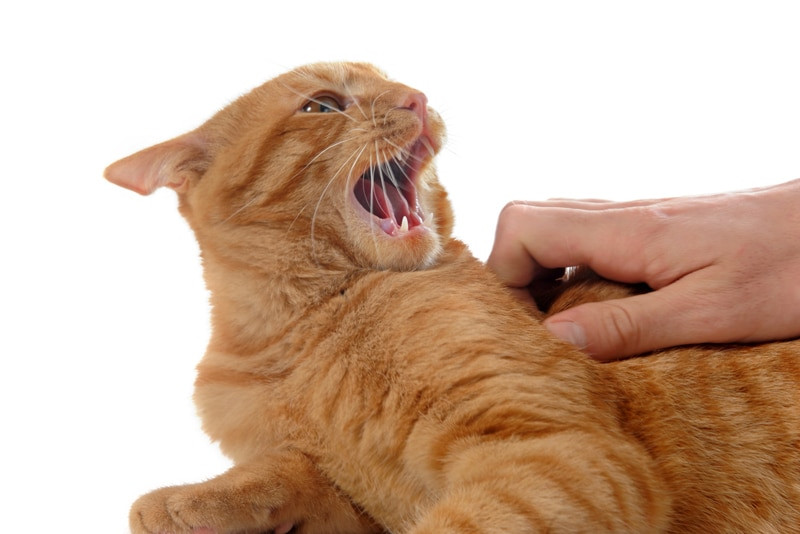 ¿Gatos agresivos en casa?, conoce las causas, motivaciones y cómo corregirlos