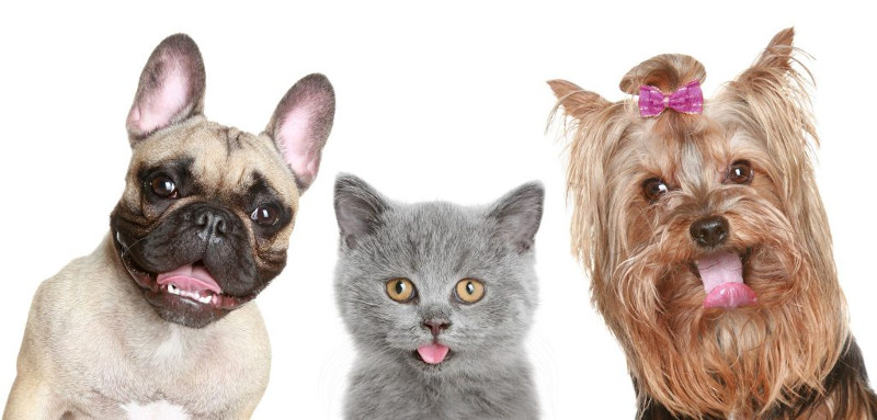 BBVA ya cuenta con el primer seguro digital para mascotas