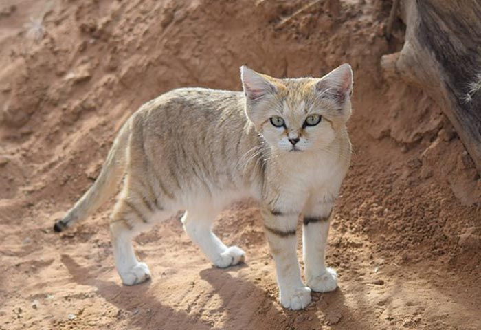 El gato de las arenas, un felino que gusta de los climas áridos