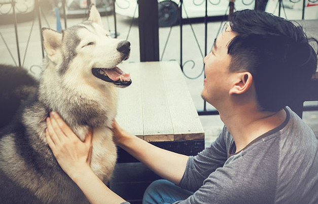 Un estudio demostró que los perros pueden experimentar emociones similares a los humanos frente a los estímulos