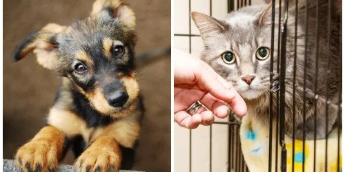 En Veracruz, la asociación Adopciones Kissapir reunirá fondos para ayudar a animales en situación de calle