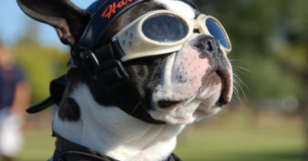 Doggles; tendencia en lentes para perros pero, si nos los acepta, no hay que obligarlos a usarlos
