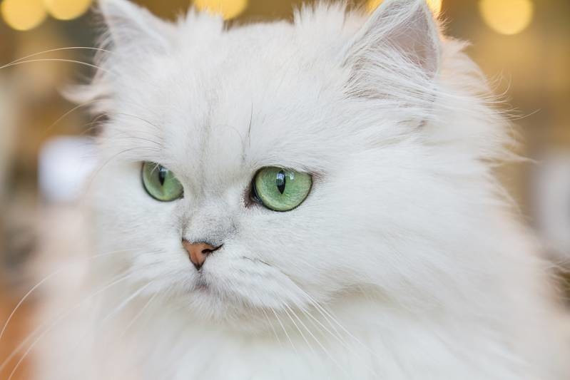 Creencias de gatos sanadores; te pueden curar con solo tocarte