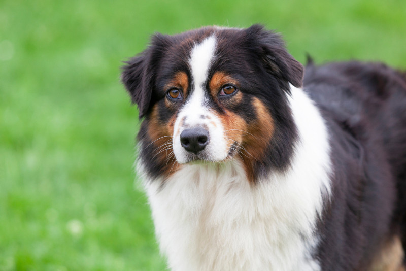 Perros dálmata, pastor australiano y braco alemán, ¿sabes qué tienen en común?