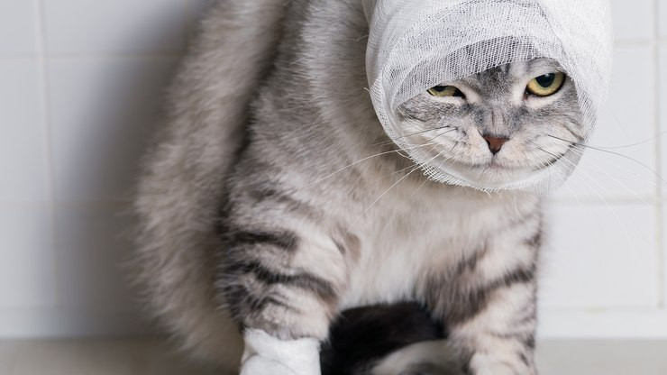 Quemaduras en los gatos, el calor, algunos químicos y hasta el sol pueden poner en riesgo a tu mascota