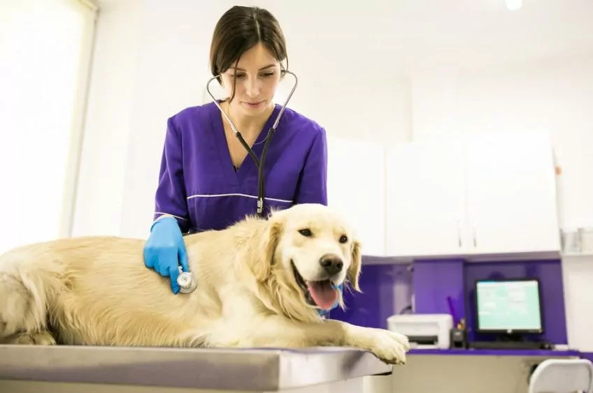 Tos de las perreras; conoce los síntomas, el tratamiento y algunas sugerencias para prevenirla