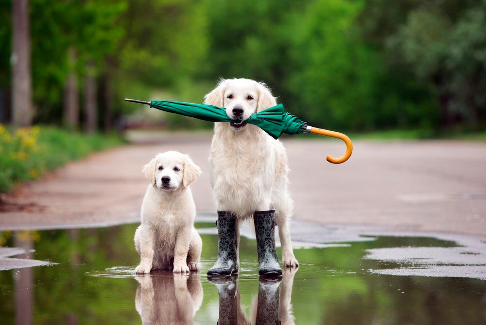 Leptospirosis, una enfermedad presente en el agua estancada; no permitas que tu mascota tome agua de charcos o fuentes