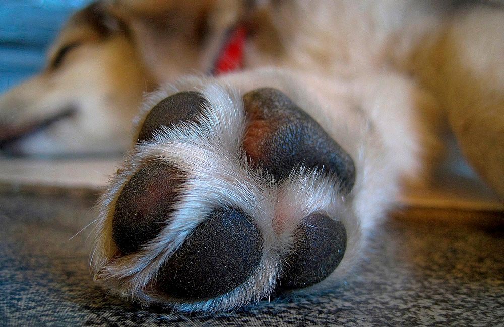 Almohadillas suaves e hidratadas en tus perros