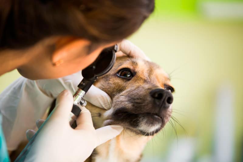 Las manchas en los ojos, un problema canino recurrente que puedes evitar
