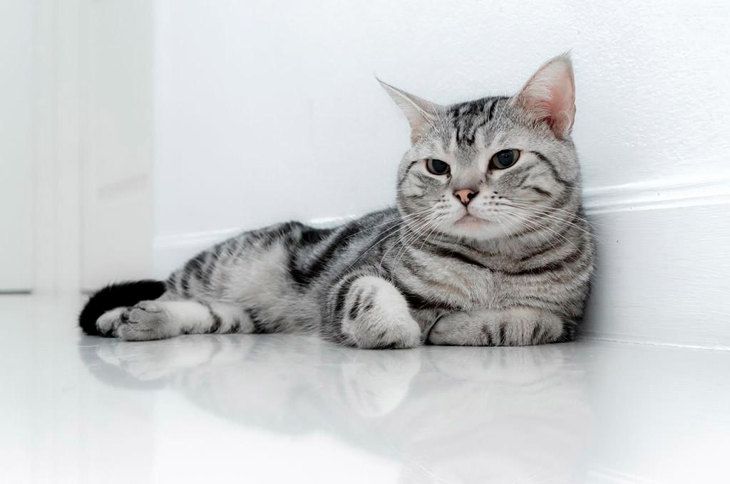 El american shorthair, la raza de gato para toda la familia
