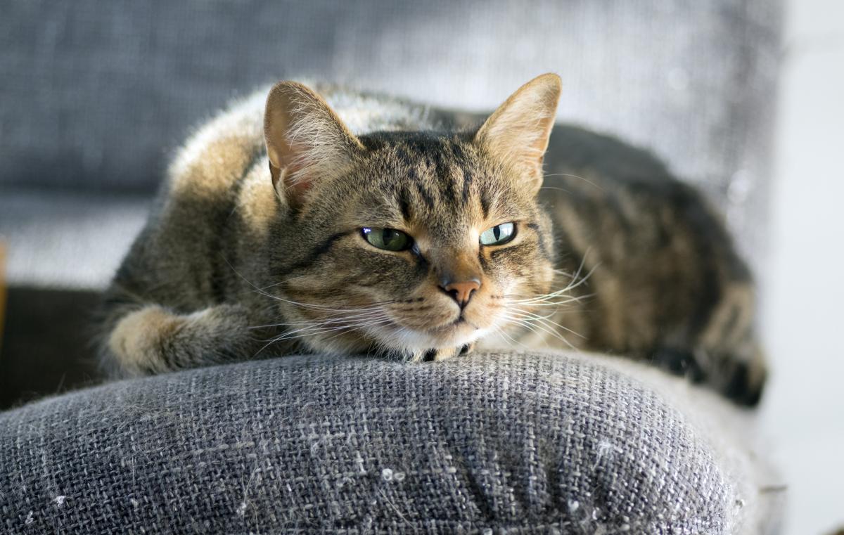 La comodidad de tu gato es importante, te decimos algunas cosas que lo pueden molestar
