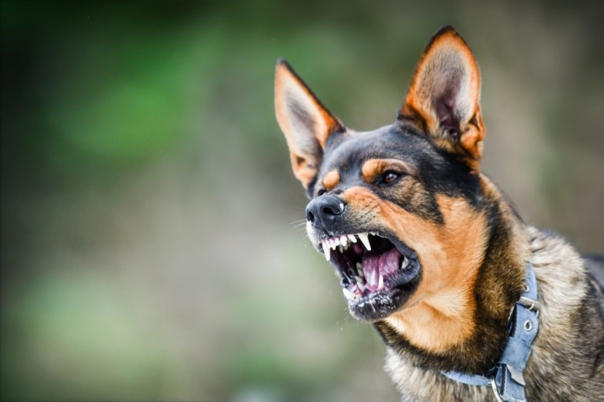 ¡No permitas que tu perro se vuelva posesivo! Te decimos como detectar y corregir esta conducta