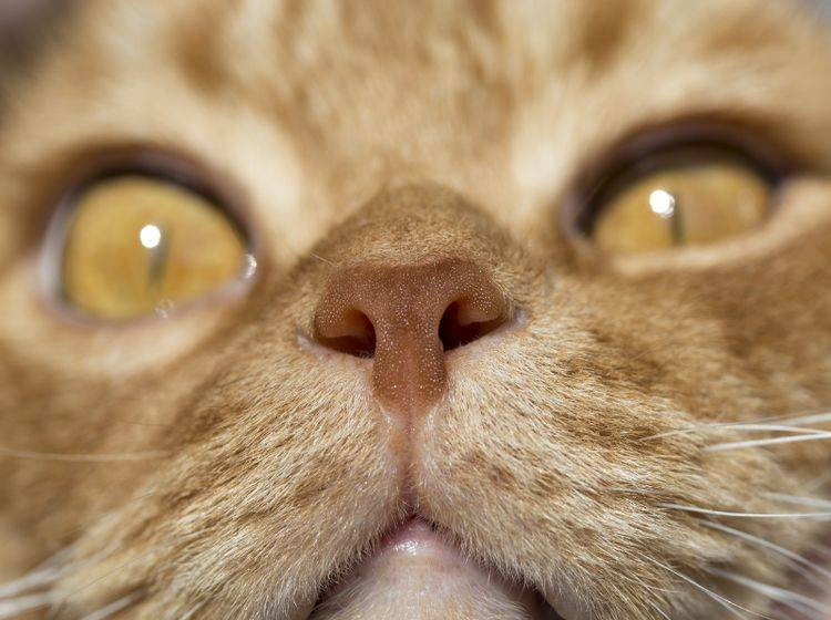 Mantener limpia la nariz de tu gato en esta temporada es clave para su bienestar