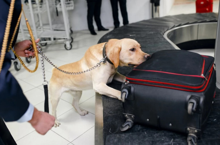 La detección de drogas, uno de los trabajos caninos más importantes