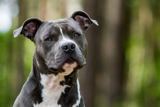 El american staffordshire, un gran perro con una mala fama