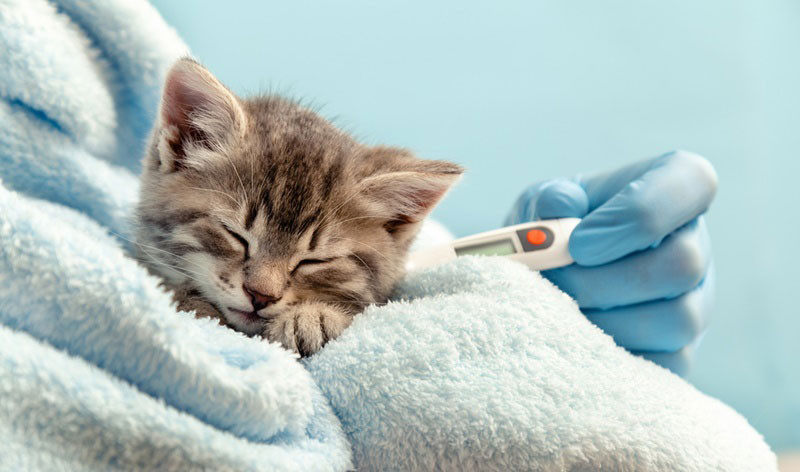 Cuidado con los problemas respiratorios felinos, puede tratarse de algo grave