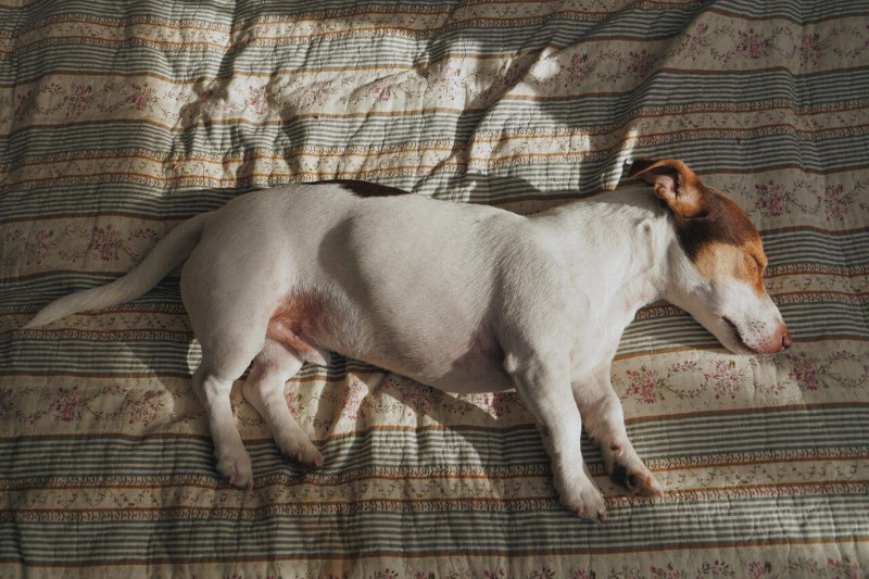 El perro, un animal con costumbres de sueño peculiares