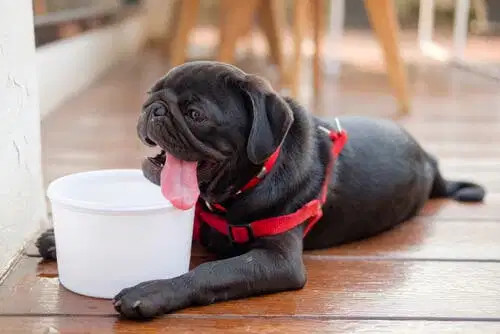 Jadeos y pereza, algunos indicadores de que tu perro tiene calor