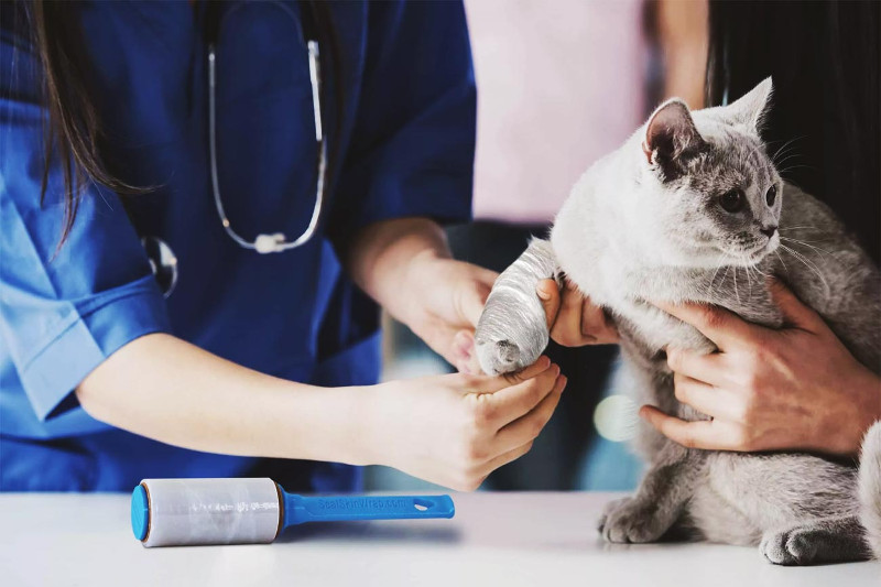 Cojera felina, un posible indicador de que algo no va bien con la salud de tu gato